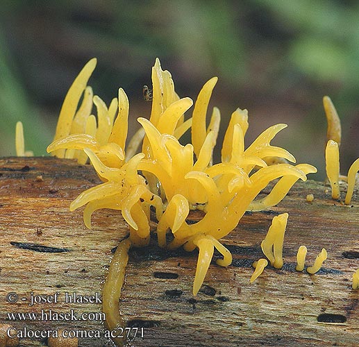 Calocera cornea Laubholzhörnling Geel hoorntje