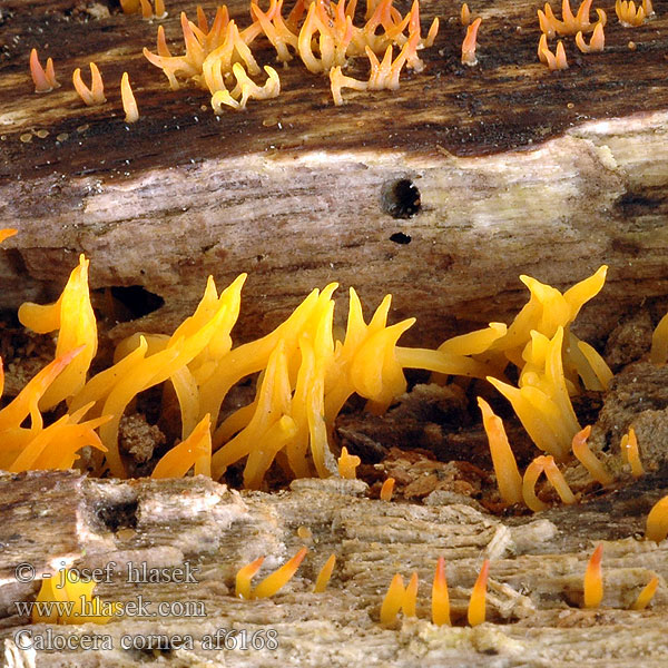 Calocera cornea af6168