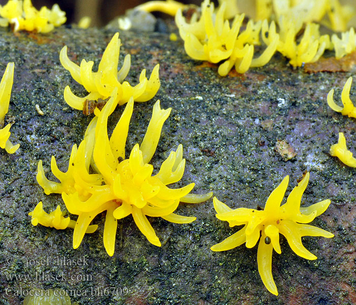 Calocera cornea bh6709