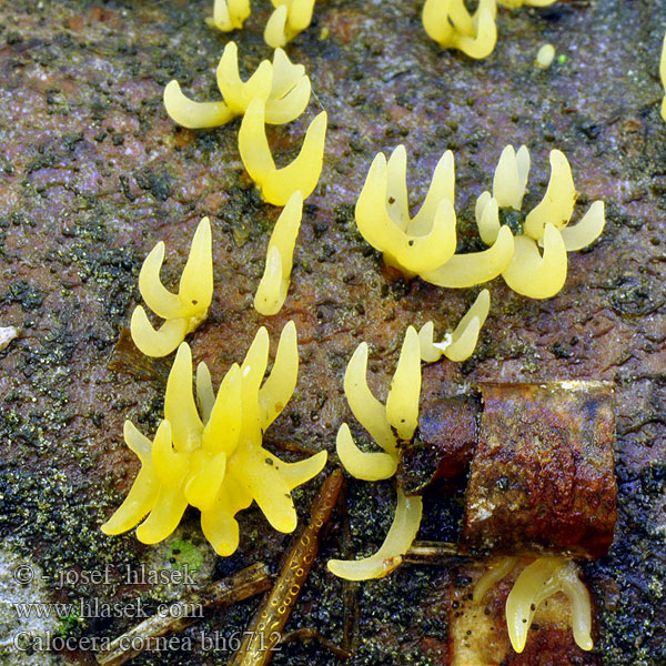 Calocera cornea bh6712