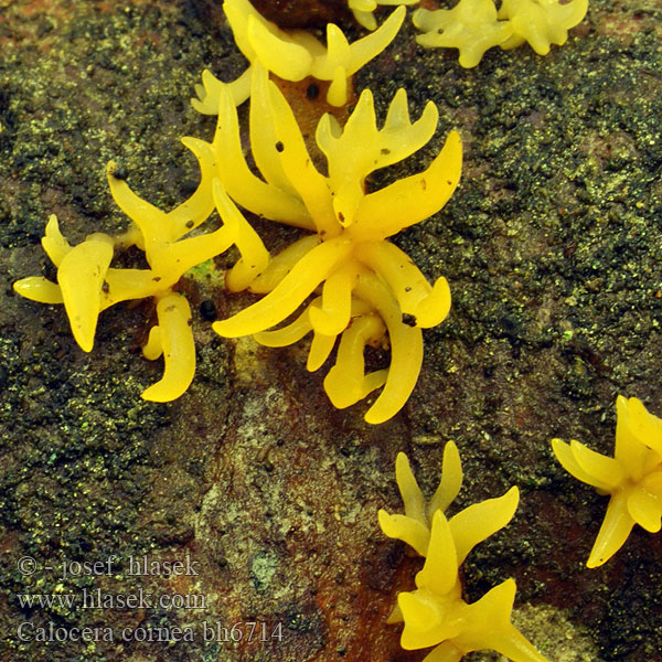 Calocera cornea bh6714