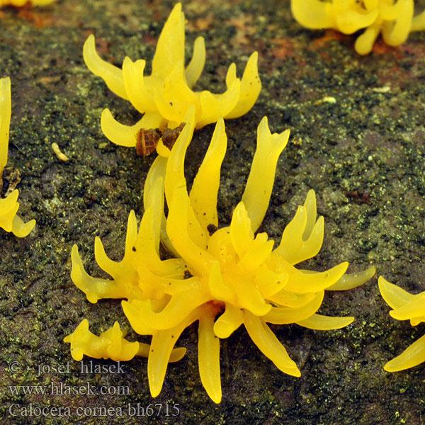 Calocera cornea bh6715