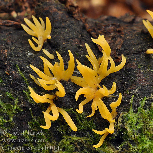 Calocera cornea bi0140