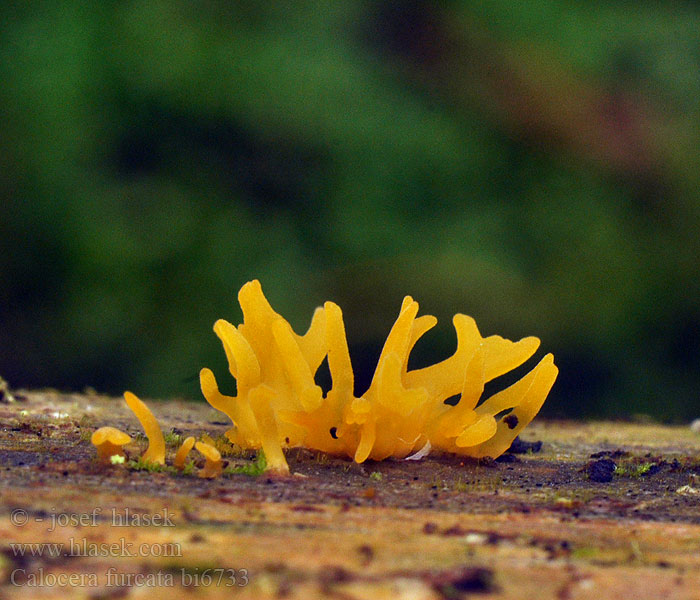 Calocera furcata Krásnorůžek vidlený Gegabelter Nadelholz-Hörnling