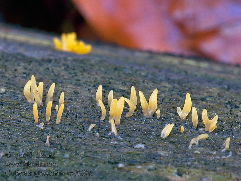 Calocera glossoides Krásnorůžek smržovitý Zungenförmige Hörnling