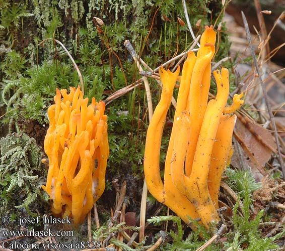 Calocera viscosa a8325