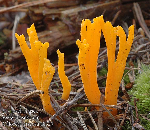 Calocera viscosa a8327