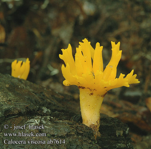 Calocera viscosa ab7614