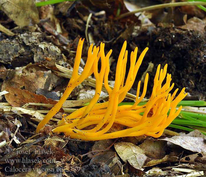 Calocera_viscosa_bm2389