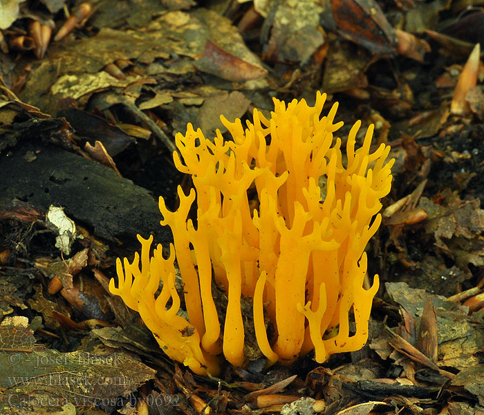 Calocera viscosa Krásnorůžek lepkavý Gullhorn Gullgaffel