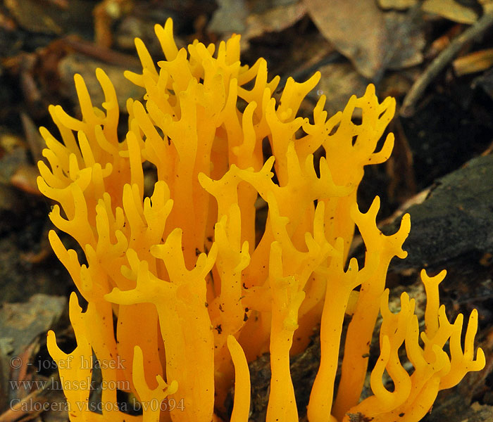 Calocera viscosa Almindelig guldgaffel Keltasarvikka