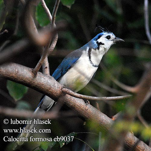 Calocitta formosa Sojka modrokřídlá středoamerická