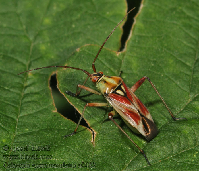 Calocoris roseomaculatus