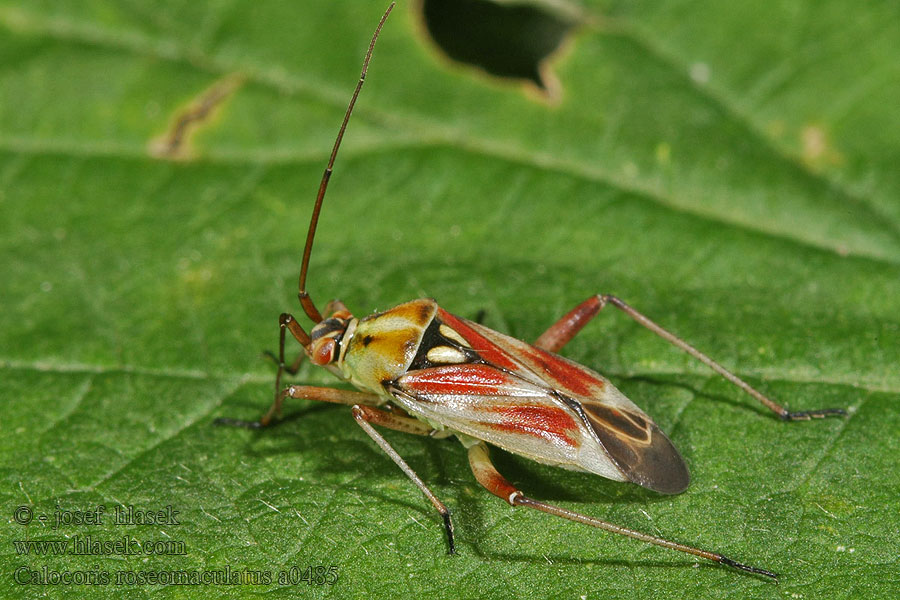 Calocoris roseomaculatus