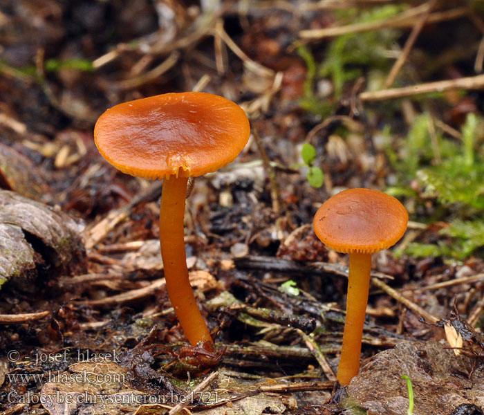 Calocybe chrysenteron Čirůvka zlatavá