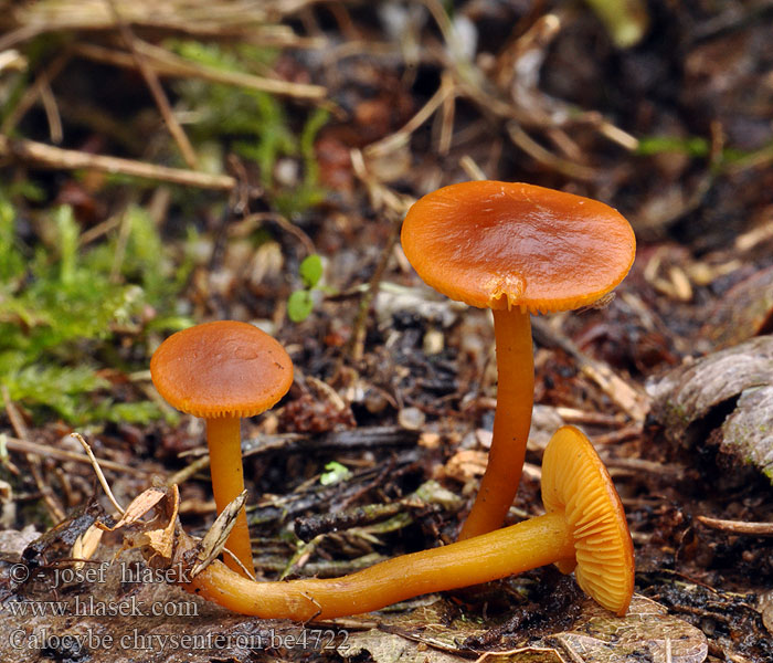 Calocybe chrysenteron be4722