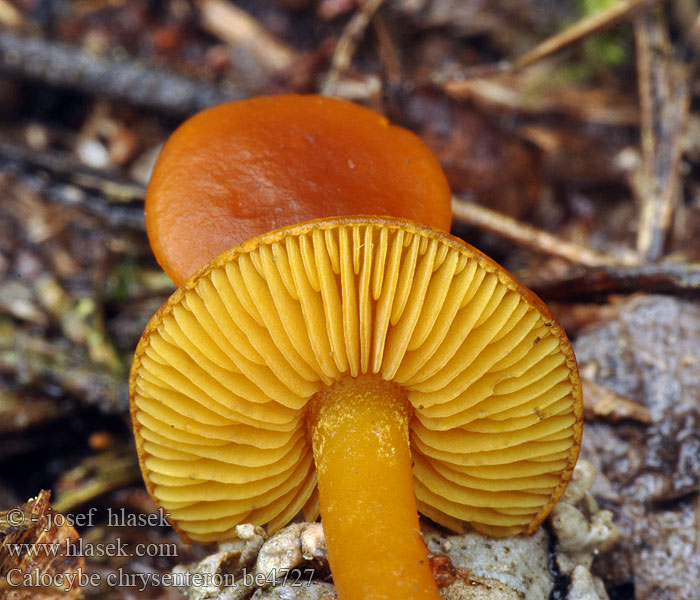 Calocybe chrysenteron Gouden pronkridder Čírovnica vosková