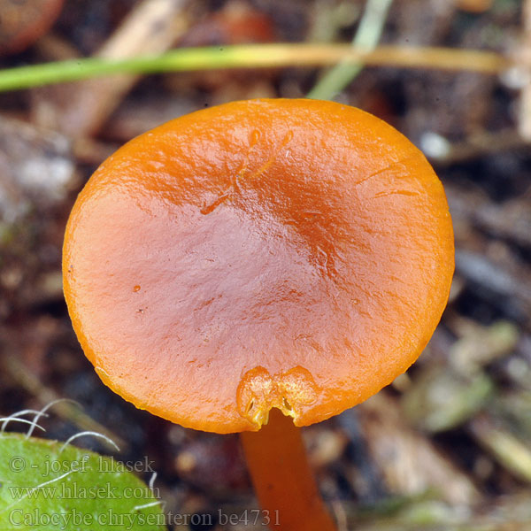 Calocybe chrysenteron be4731