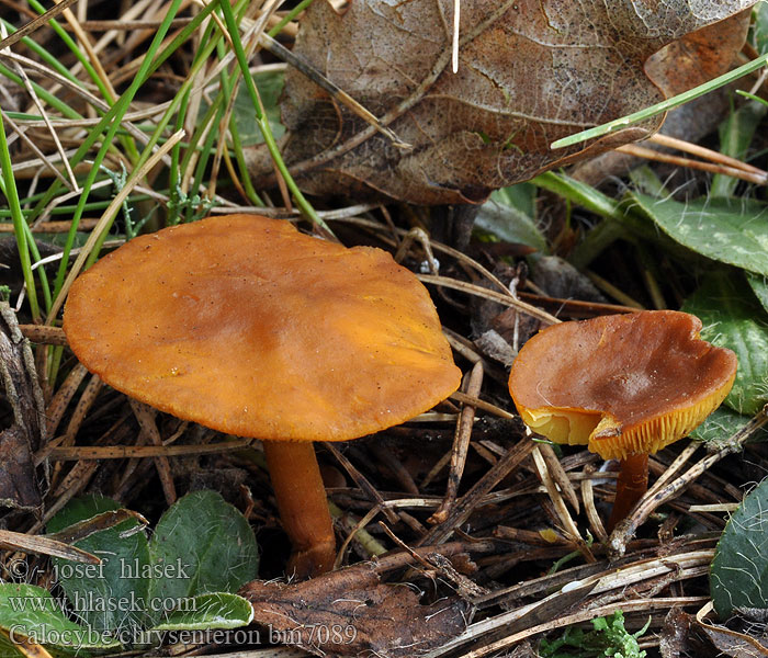 Calocybe chrysenteron Brandgul fagerhat Gullmusseron Keltakaunolakki