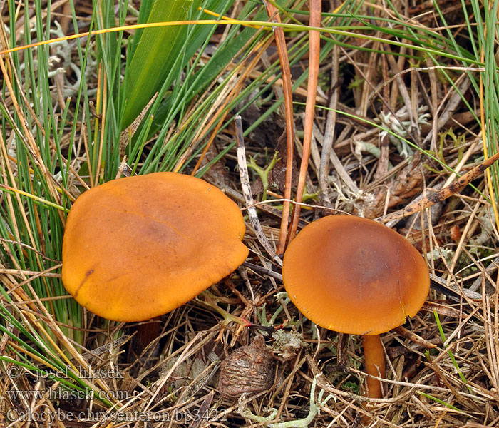 Calocybe chrysenteron Brandgul fagerhat Gullmusseron