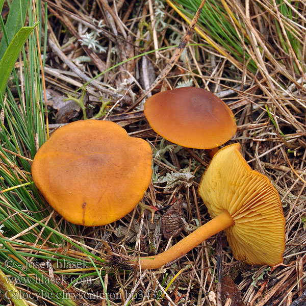 Calocybe chrysenteron bp3432