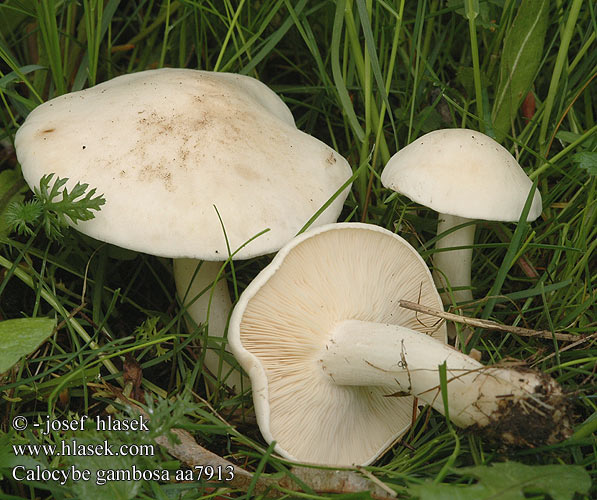 Calocybe gambosa Čirůvka májová St. George's mushroom 的香杏丽蘑 Vårmuseron Moixernó Kevätkaunolakki Tricholome Saint Georges Đurđevača Májusi pereszke Fungo San Giorgio ユキワリ Voorjaarspronkridder 밤버섯 Vårfagerhatt Gęśnica wiosenna Đurđevača Рядовка майская Vårmusseron Majniška lepoglavka Ліофіл травневий Калоцибе майский Kevad võluheinik Pavasarinė balteklė Maija auzene Đurđevača Майска гъба Рядовка майская Moixernó Udaberriko zizazuri