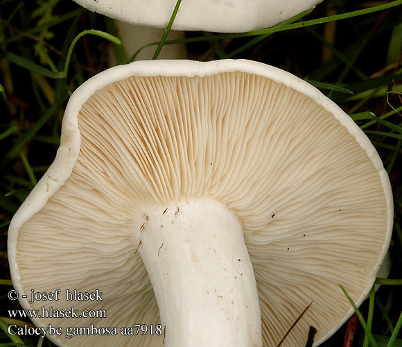 Calocybe gambosa aa7918