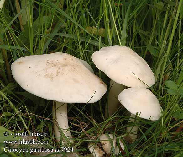 Calocybe gambosa aa7924