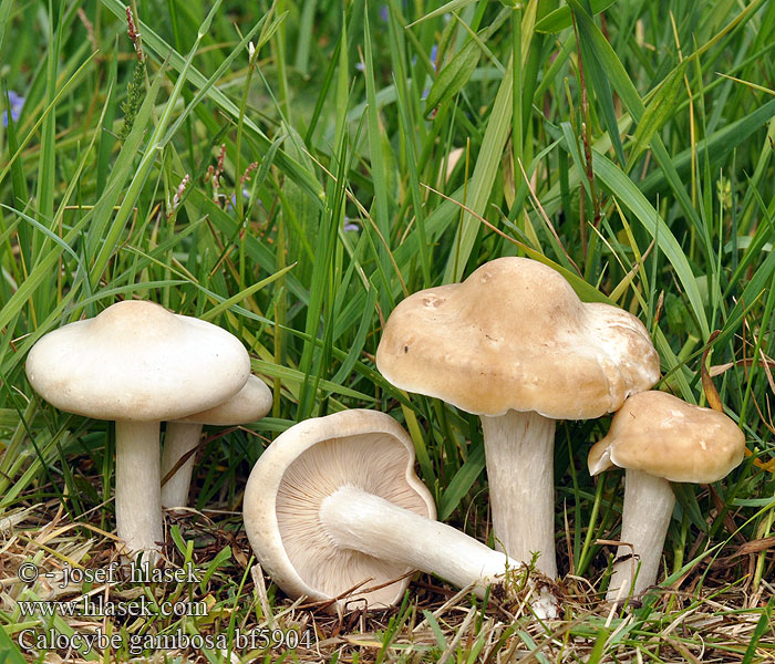 Calocybe gambosa bf5904