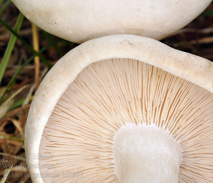 Calocybe gambosa bf5907