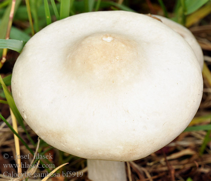 Calocybe gambosa bf5919