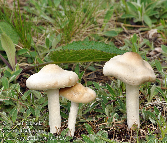 Calocybe gambosa bf5926