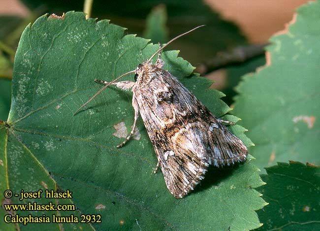 Calophasia lunula Toadflax Brocade Kappeugle Vlasbekuiltje