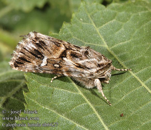 Calophasia lunula Möndcheneule Nocea księżycówka