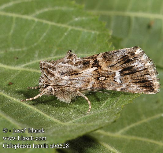 Calophasia lunula Короткокрылая совка