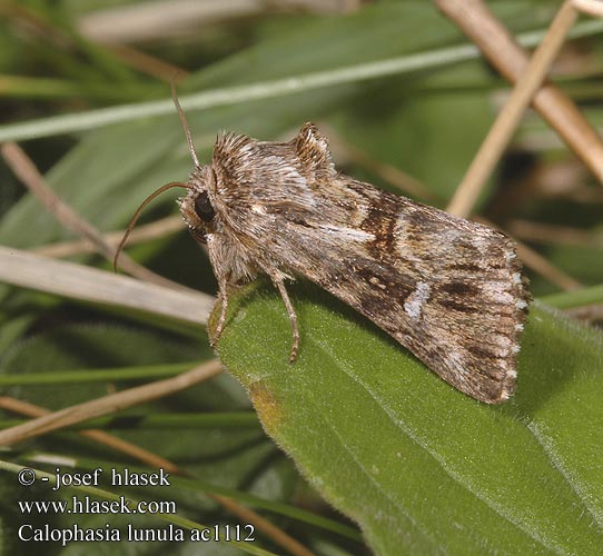 Calophasia lunula Fläckat linariafly Toadflax Brocade