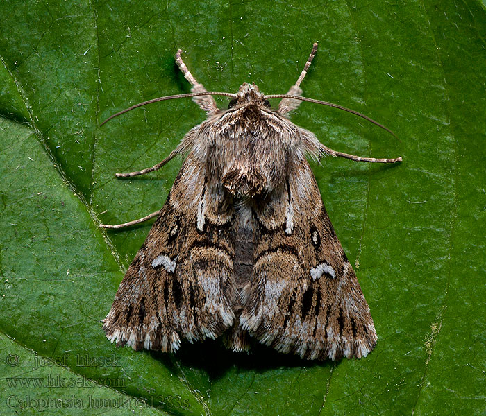 Toadflax Brocade Kappeugle Vlasbekuiltje Calophasia lunula