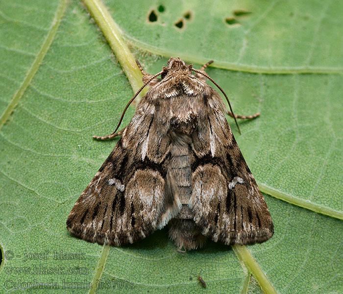 Calophasia lunula Toadflax Brocade Kappeugle Vlasbekuiltje