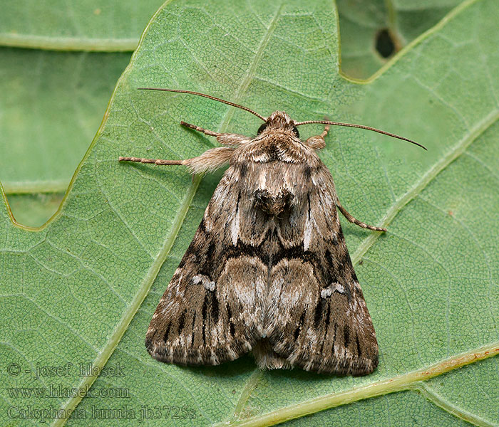 Calophasia lunula Möndcheneule Nocea księżycówka Mora pyšteková