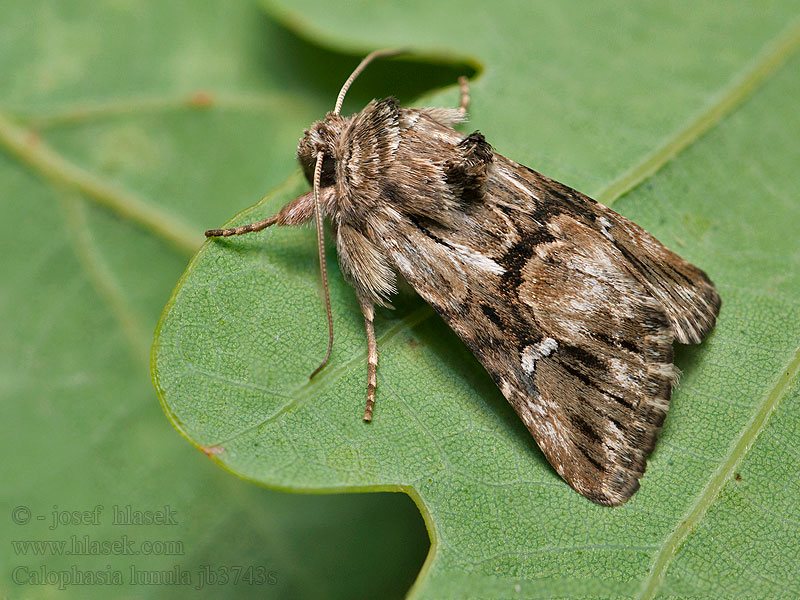 Calophasia lunula Короткокрылая совка бурая Fläckat linariafly