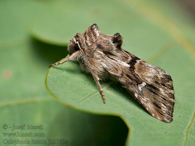 Calophasia lunula Jasnobarvec květelový