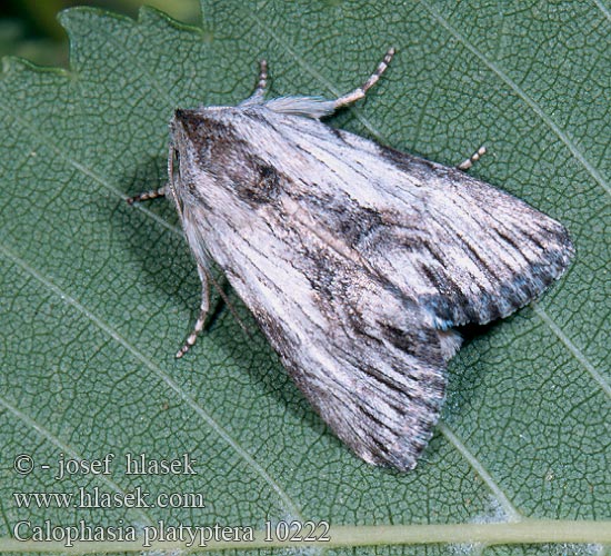 Calophasia platyptera Jasnobarvec šedý Mora žilkovaná Cléophane platyptere Oroszlánszájbagoly Antirrhinum Brocade
