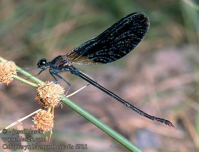 Calopteryx haemorrhoidalis Copper Demoiselle Bronzene Prachtlibelle Rote Braune Koperen beekjuffer Caloptéryx hémorroïdal Caballito diablo Temni bleščavec