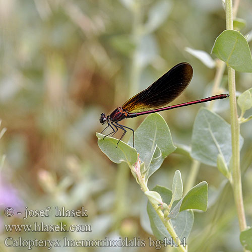 Calopteryx haemorrhoidalis bg4414