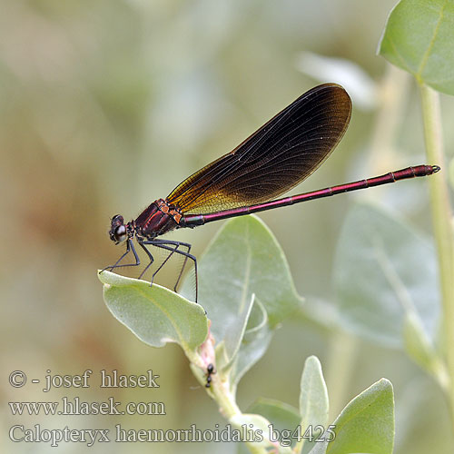 Bronzene Prachtlibelle Rote Braune Koperen beekjuffer Caloptéryx hémorroïdal Caballito diablo Temni bleščavec Calopteryx haemorrhoidalis Copper Demoiselle