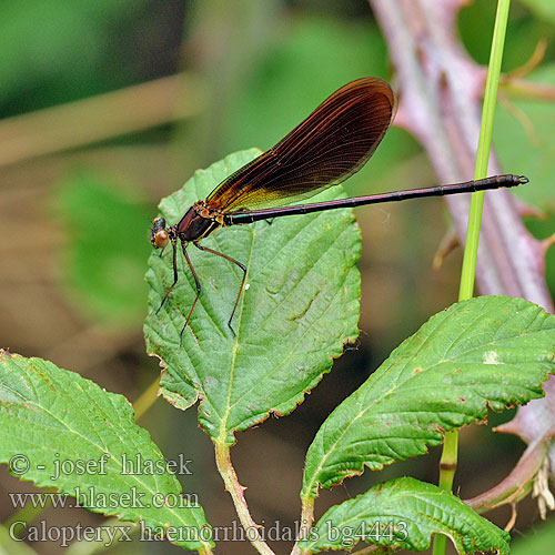 Koperen beekjuffer Caloptéryx hémorroïdal Caballito diablo Temni bleščavec Calopteryx haemorrhoidalis Copper Demoiselle Bronzene Prachtlibelle Rote Braune