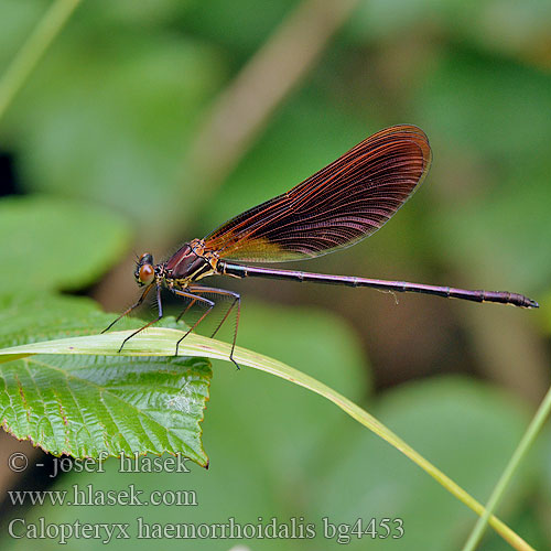 Caloptéryx hémorroïdal Caballito diablo Temni bleščavec Calopteryx haemorrhoidalis Copper Demoiselle Bronzene Prachtlibelle Rote Braune Koperen beekjuffer