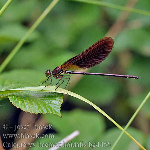 Calopteryx haemorrhoidalis bg4455