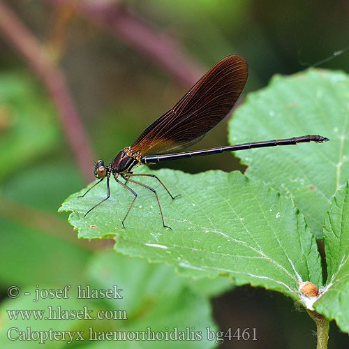 Temni bleščavec Calopteryx haemorrhoidalis Copper Demoiselle Bronzene Prachtlibelle Rote Braune Koperen beekjuffer Caloptéryx hémorroïdal Caballito diablo