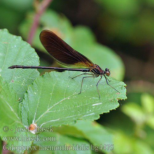 Calopteryx haemorrhoidalis Copper Demoiselle Bronzene Prachtlibelle Rote Braune Koperen beekjuffer Caloptéryx hémorroïdal Caballito diablo Temni bleščavec